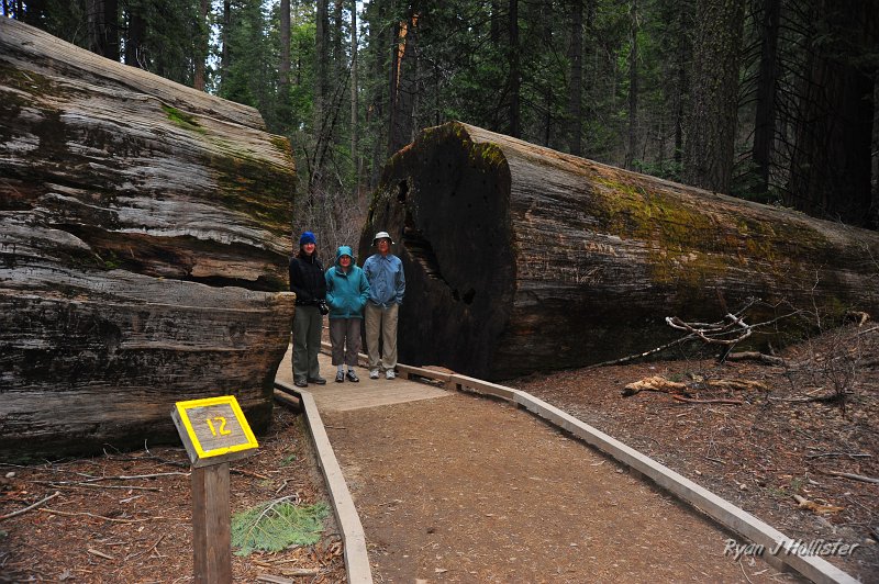 RJH_2211.JPG - This fallen giant gives some idea of how huge the trees can be.