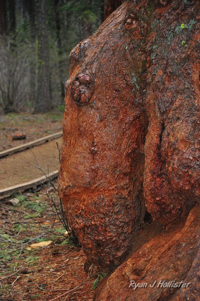 RJH_2217.JPG - I thought this burl looked like a walrus.