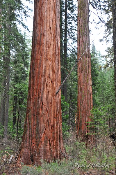 RJH_2220.JPG - For some reason, this tree made my dad laugh hysterically.