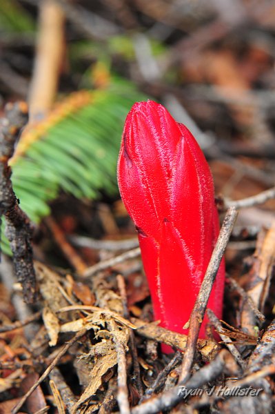 RJH_2228.JPG - The first snowplants were popping up through the duff.  It's basically a fungus.