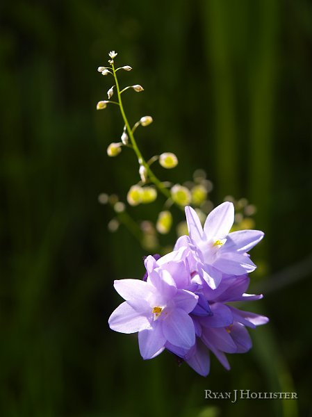 _3217217.JPG - I thought these looked nice in the sun.