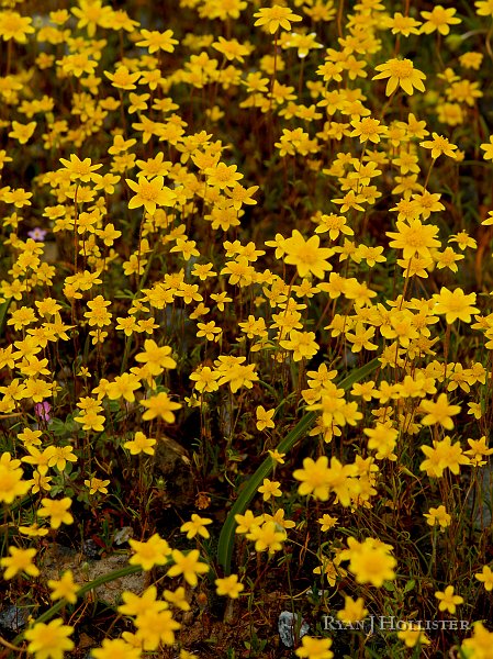 _3217228.JPG - Awesome explosion of flowers along peridotite exposures near the Pine Tree Mine