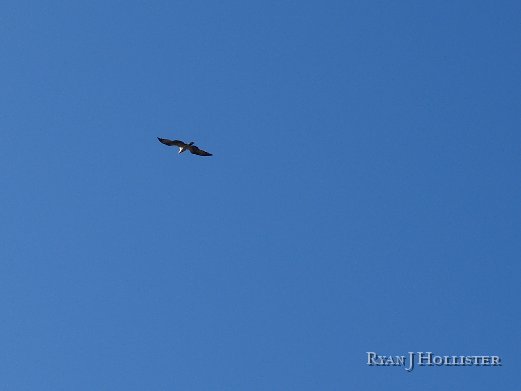 _1316477.JPG - An osprey looks for his next meal.