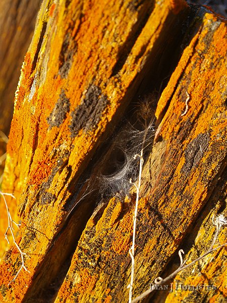 _1316487.JPG - Even spiders lichen this spot.