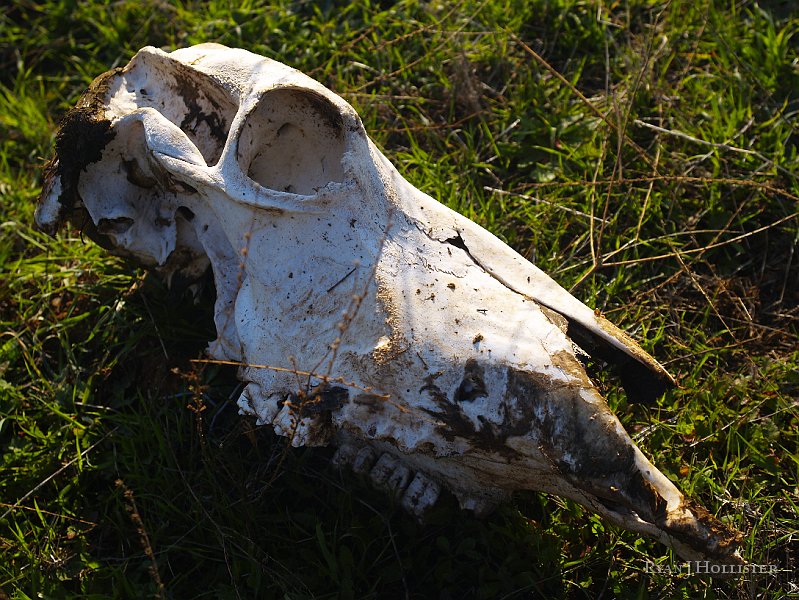 _1316505.JPG - Seeing this cow skull was a moooo-ving experience for me.
