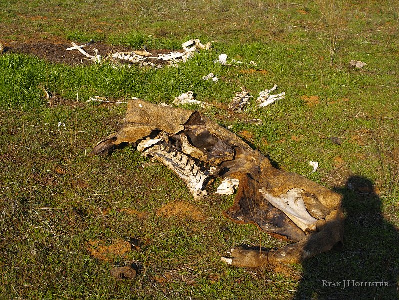 _1316506.JPG - Coyotes and birds make short work of recent kills.