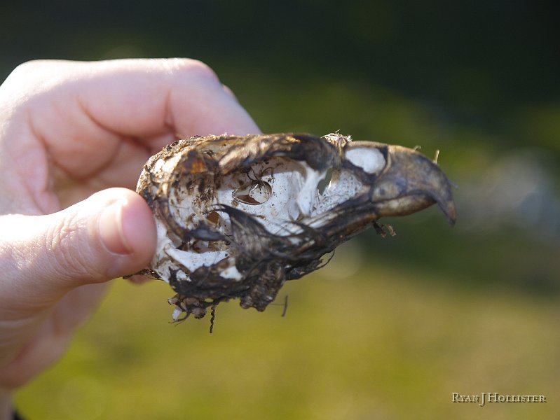 _1316508.JPG - Laura found a hawk's skull...