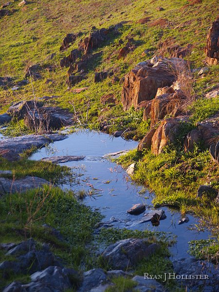 _1316526.JPG - These creeks just had bazillions of 1-inch long frogs.