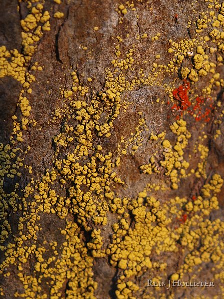 _1316556.JPG - Lichen.
