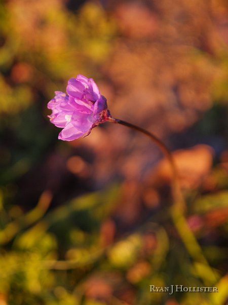 _1316573.JPG - The first wildflower of 2009.