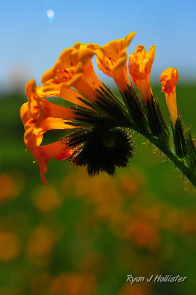 RJH_0953.JPG
