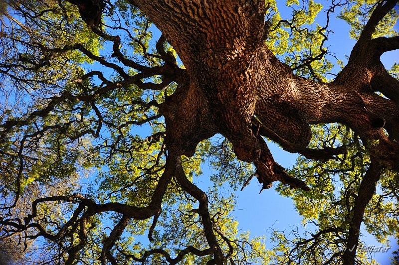 RJH_0980.JPG