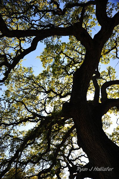 RJH_0981.JPG
