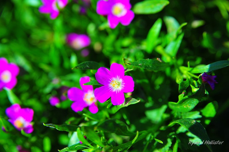 RJH_0985.JPG