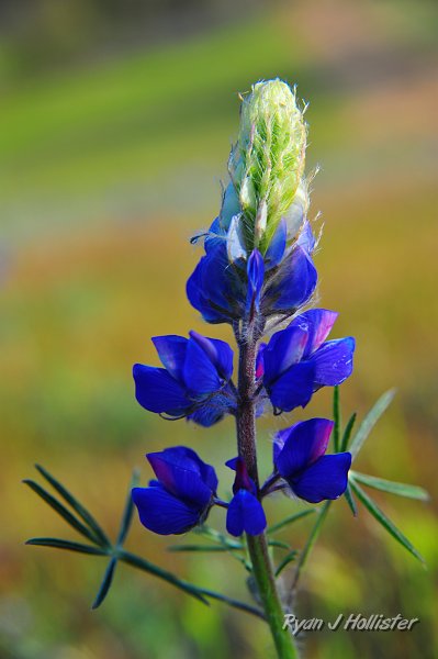 RJH_1004.JPG