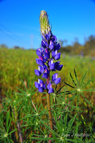 RJH_1005.JPG