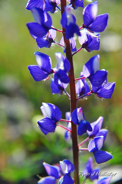 RJH_1009.JPG