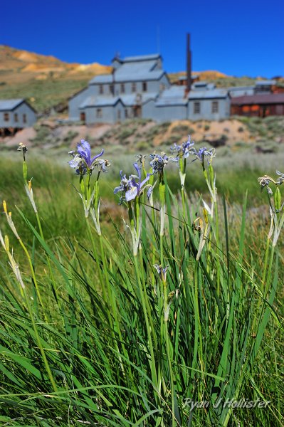 RJH_4321.JPG - Iris and Standard Mine.