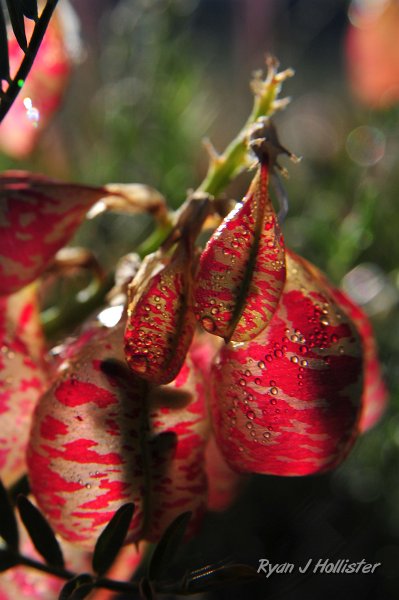 RJH_4355.JPG - We found some Whitney's Locoweed seed pods on the top of the pass.