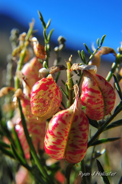 RJH_4356.JPG - Whitney's locoweed.