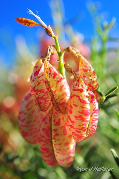 RJH_4358.JPG - Whitney's locoweed.