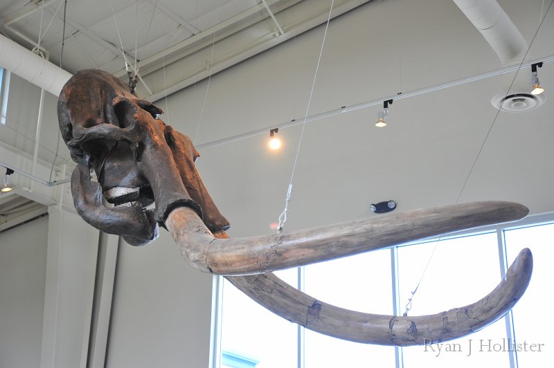 RJH_7397.JPG - Detail of the skull cast.  The museum is raising money to purchase the rest of the body for display.