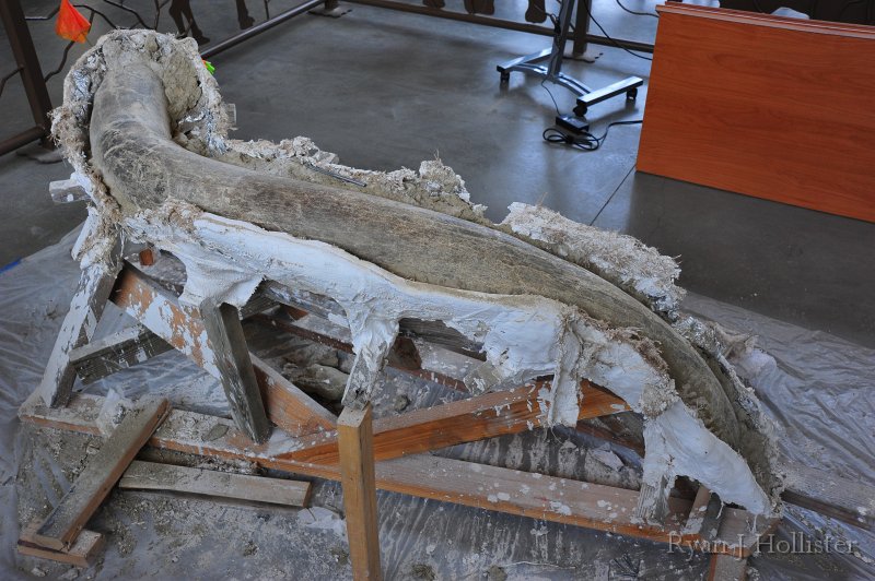 RJH_7398.JPG - Here is a Fairmead tusk that was discovered in 2006.  This cleaning was four days into the preparation of what was expected to take another week or two.  The paleontologist working on the fossil was using a dental pick to remove sand from the fossil.