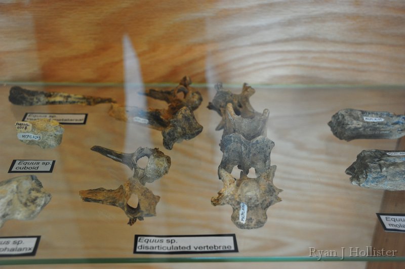 RJH_7400.JPG - Vertebrae of ancient horse genus Equus.   It's odd to think that horses are native to North America but went extinct here after migrating to Europe.  Then the Spaniards reintroduced the horse to the Americas in the 1500's.