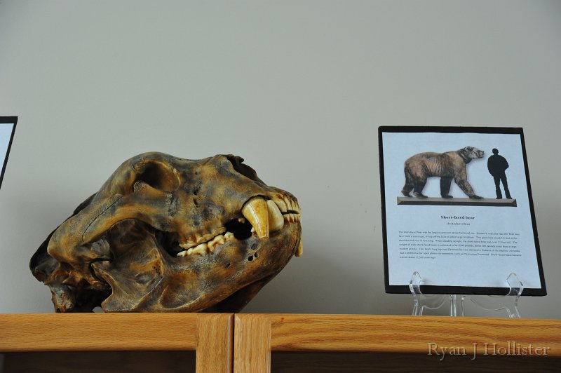 RJH_7404.JPG - A cast of the short-faced bear.