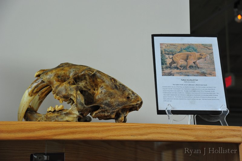 RJH_7405.JPG - Smilodon cast.