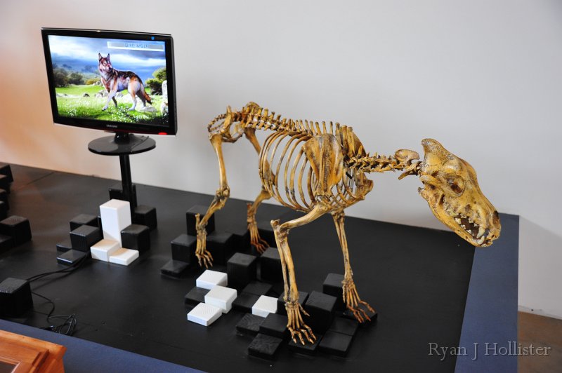 RJH_7407.JPG - A dire wolf cast.  There have been many fossils of this species found on the site.