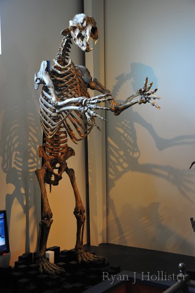 RJH_7410.JPG - Short-faced bear cast.