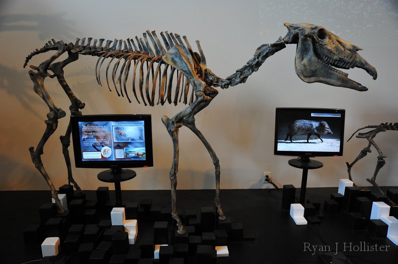 RJH_7412.JPG - Equus cast.