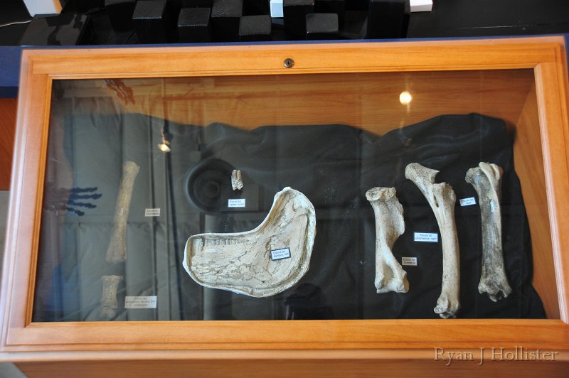 RJH_7413.JPG - Actual Equus bones discovered on site.