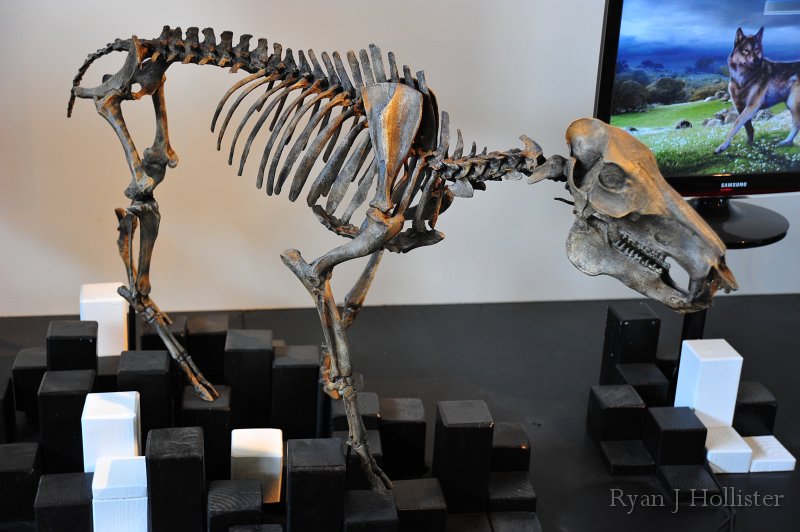 RJH_7414.JPG - An ancient peccary... a pig relative native to North America between 10 million and 11,000 years ago.