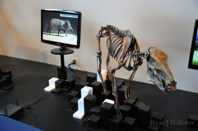 RJH_7415.JPG - Ancient peccary with a modern version shown on the monitor behind it.