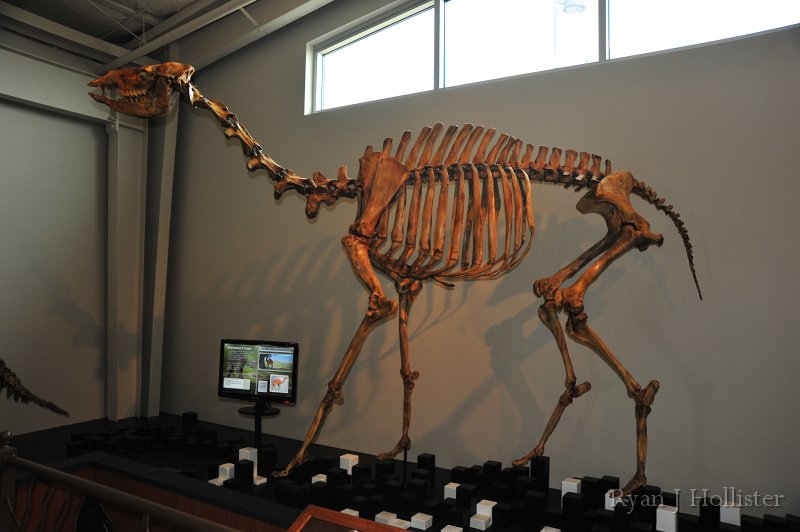 RJH_7418.JPG - Camelops - an ancient camel that once roamed the valley.