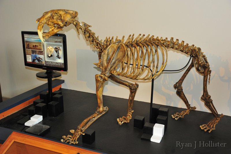 RJH_7419.JPG - Smilodon.