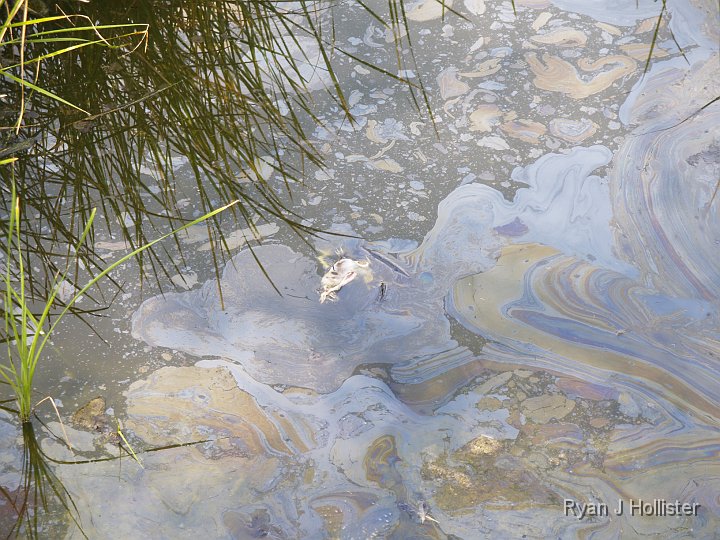 _C075763.JPG - I don't think this frog was too happy about his demise.