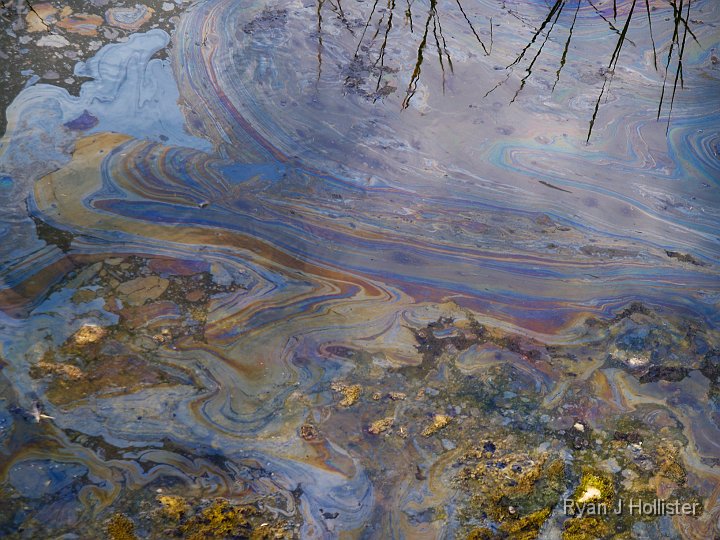 _C075764.JPG - A light film of oil seeping up from the ground makes neat patterns on the surface of the water.