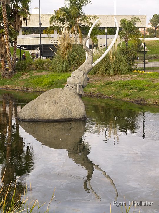 _C075766.JPG - Poor Columbian Mammoth.  He's found himself in a sticky situation.