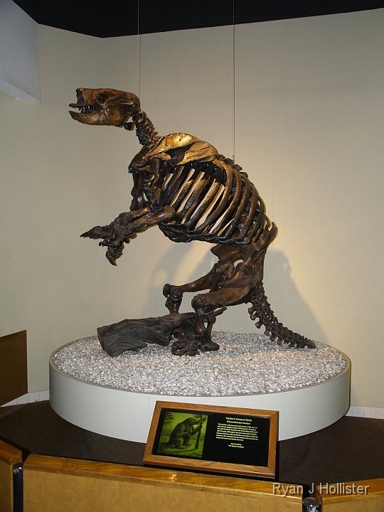 _C075784.JPG - Giant Ground Sloth.