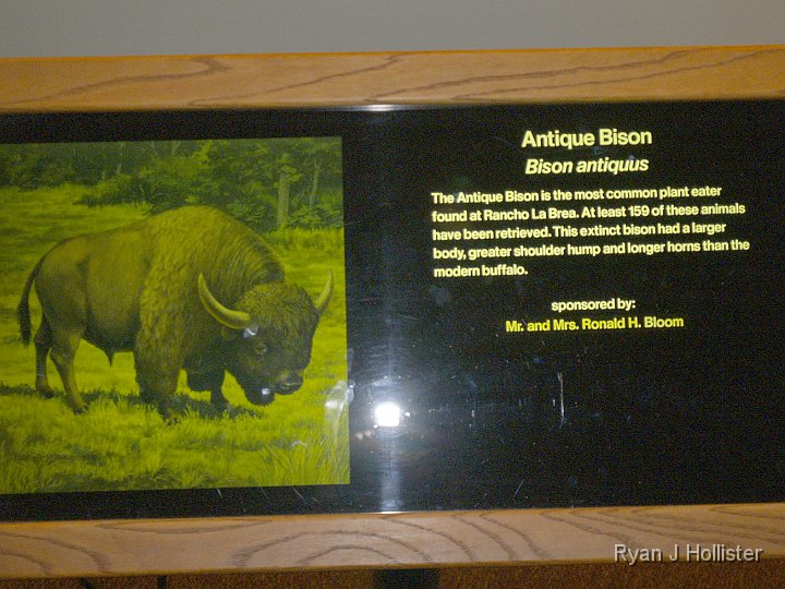 _C075791.JPG - Bison info.