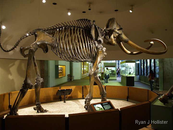 _C075802.JPG - Full-scale mammoth.  I believe they've uncovered 8 mammoths so far.