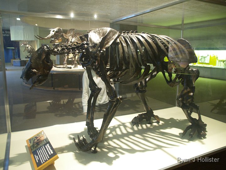 _C075810.JPG - Shasta  ground sloth.  Different species than the first picture of this trip.