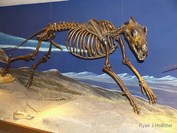 _C075824.JPG - Dire wolf.