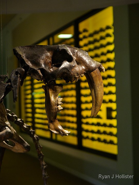 _C075835.JPG - Saber tiith with dire wolf skulls in back.