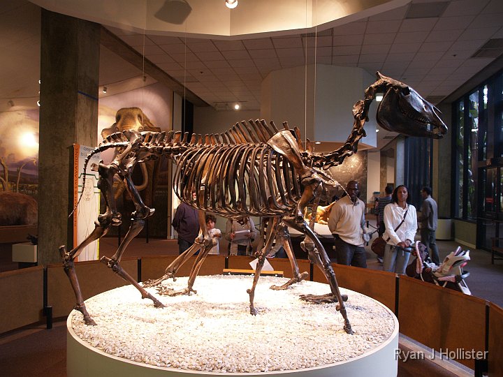 _C075846.JPG - Ancient horse.