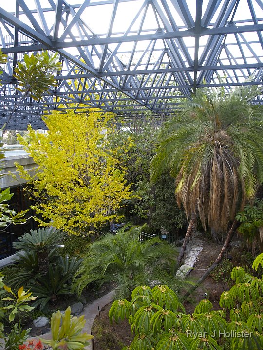 _C075849.JPG - This is the neat atrium in the middle of the museum.  It even has a gingko, cycads and other old livving fossils.