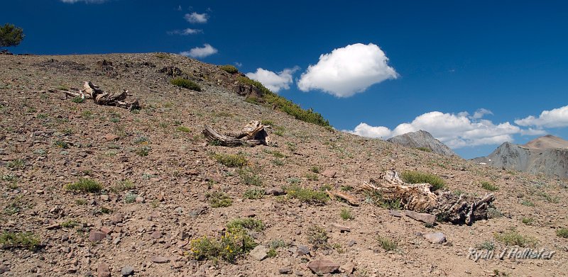 20090810_high_emigrant_lake_0174.jpg - All dead trees come in threes.